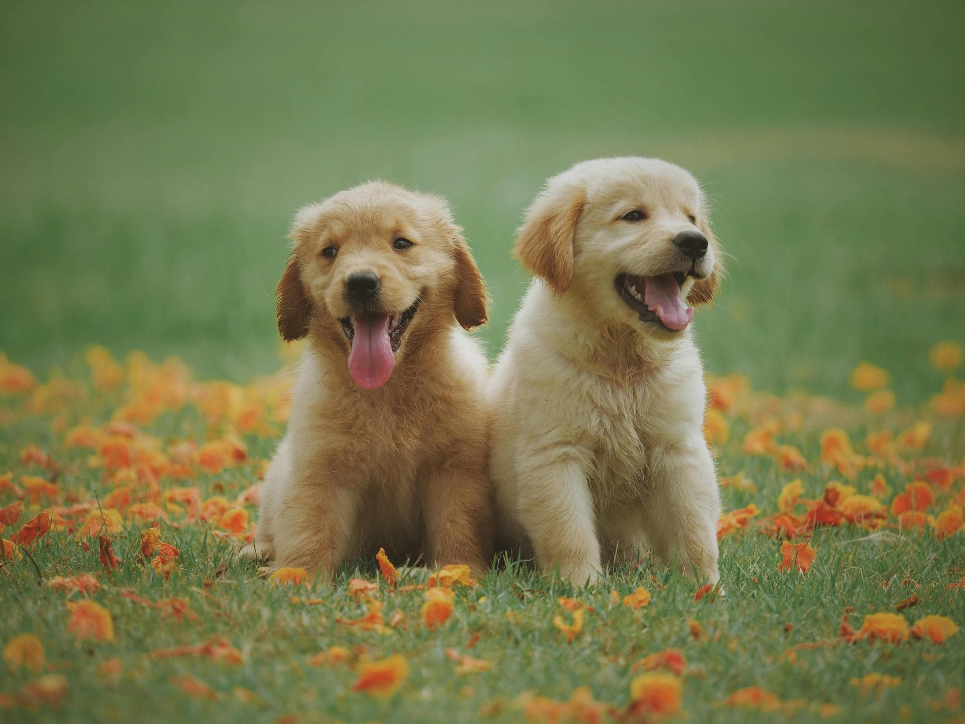 Dog & Cat Vets in Conway