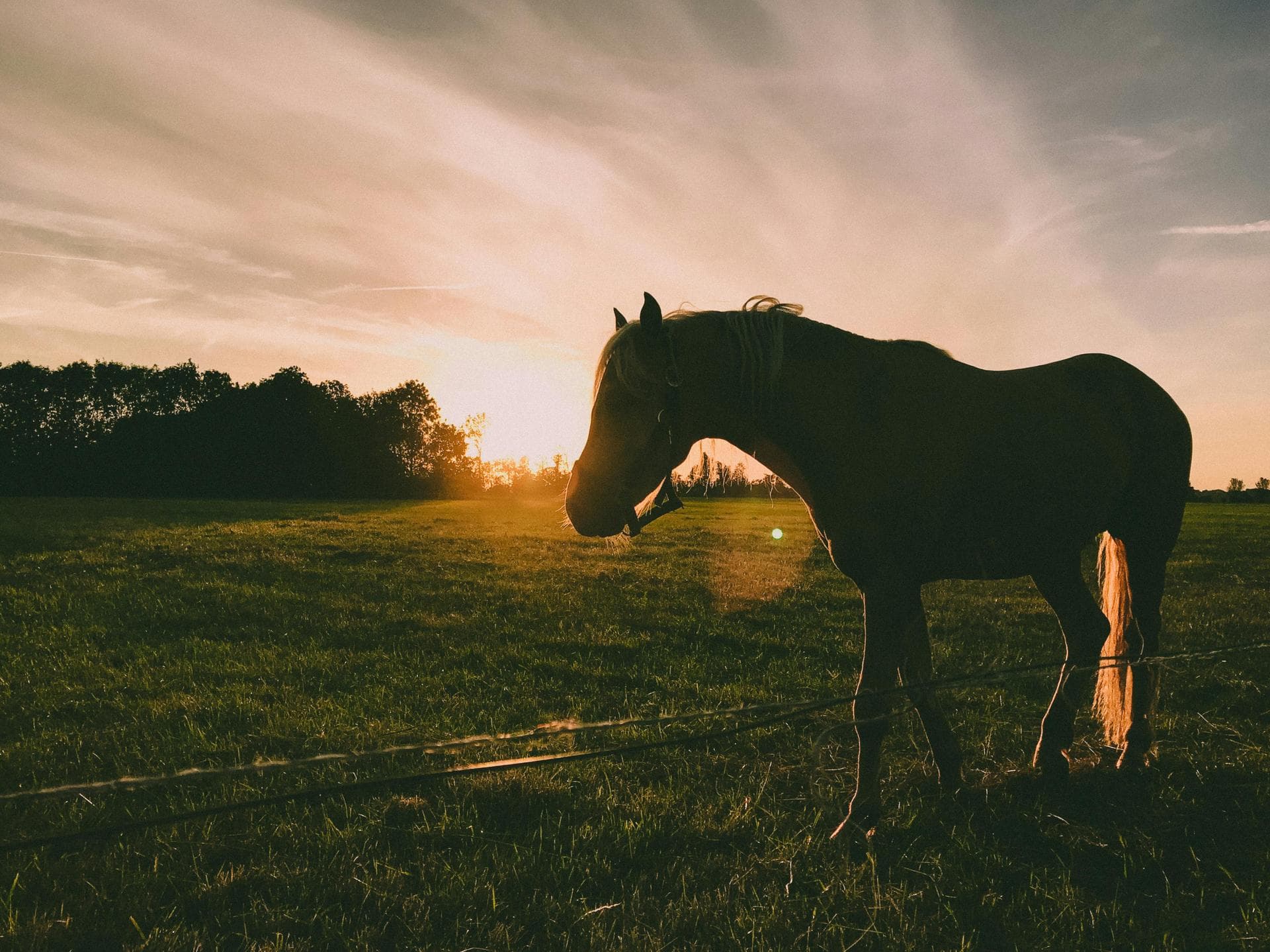 Specialist Vets in Conway