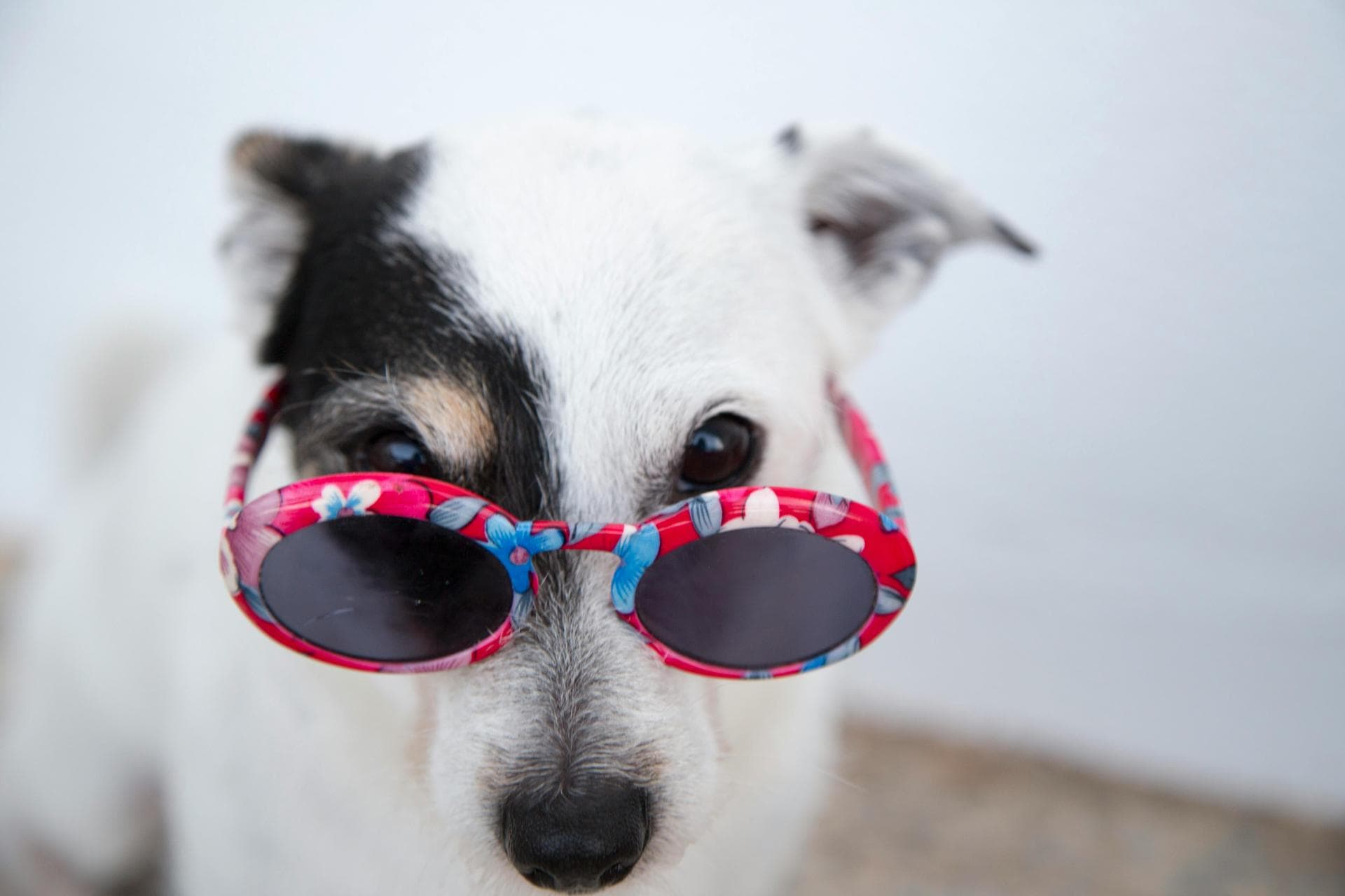 Specialist Vets in Conway